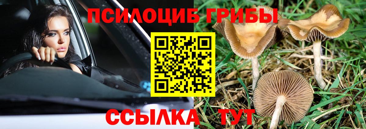 Псилоцибиновые грибы Тосно