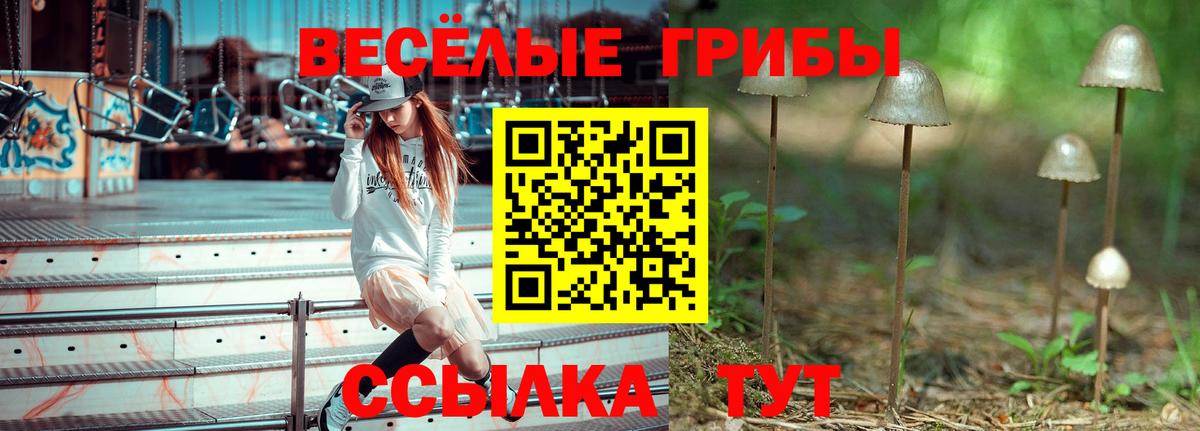 Псилоцибиновые грибы Psilocybe  Вход с VPN  Тосно 